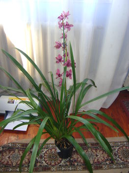 bordo cymbidium