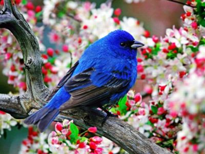 A boldogság kék madara