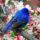 A boldogság kék madara