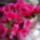 Azaliam_viragzoban_566995_49414_t