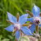 Borago officinalis