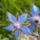 Borago_officinalis_566875_44918_t