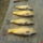 Dsc00068_566593_34837_t
