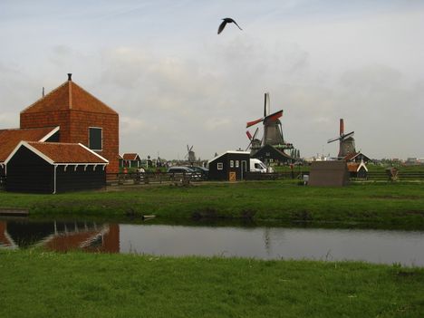 Hollandia 5