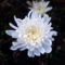 Krizantém - Chrysanthemum
