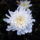 Krizantem__chrysanthemum_566274_65527_t