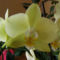 Lepke Orchidea / másodjára virágzik