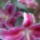 Liliom_viragom_566998_42165_t