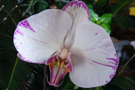Aphrodité Orchidea  / Második virágja teljesen kinyilva/