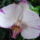 Aphrodite_orchidea___masodik_viragja_teljesen_kinyilva_567753_93621_t