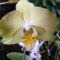 Lepke Orchidea / más árnyalattal másodjára virágzik/
