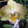 Lepke_orchidea__mas_arnyalattal_masodjara_viragzik_567754_32943_t