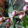Lepke_orchidea__ujra_tele_van_binboval_567751_63769_t