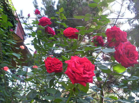 rózsáink