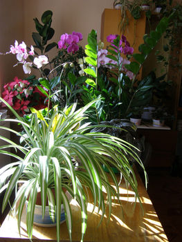 Vegyes szobanövények