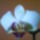 Lepke_orchidea-001_569349_67318_t
