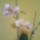 Lepke_orchidea-002_569346_23027_t
