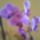 Lepke_orchidea-006_569342_51154_t