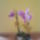 Lepke_orchidea-007_569341_98700_t