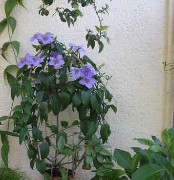 Thunbergia grandiflora kolostorharang