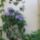 Thunbergia_grandiflora_kolostorharang_569503_74926_t