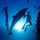 Deep_sea_3d__dolphin_discovery_56950_717781_t