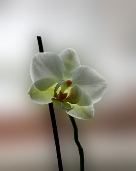 Fehér-Orchidea