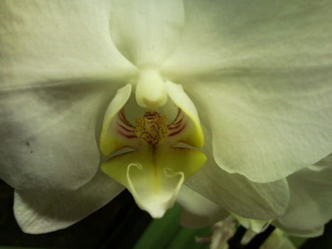 közelről phalaenopsis