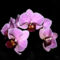 Orchidea3