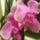 Orchidea_506429_85991_t