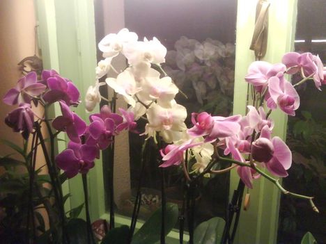 orchideáim egy része