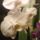 Phalaenopsis-001_506442_83731_t