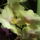 Phalaenopsis-002_506439_66586_t