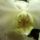Phalaenopsis-004_506456_45194_t