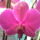 Phalaenopsis-005_506450_77516_t