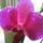 Phalaenopsis__kozelrol_506435_36174_t