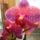 Phalaenopsis_kozelrol_506431_87110_t