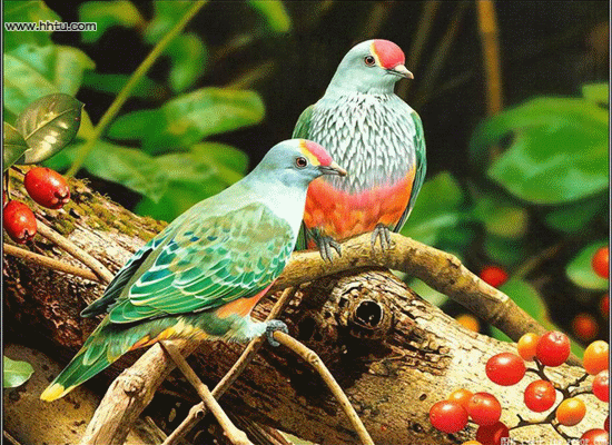 színestollú madarak