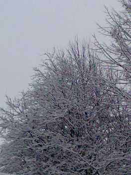 Téli kép 8