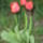 Tulipan_56799_000064_t