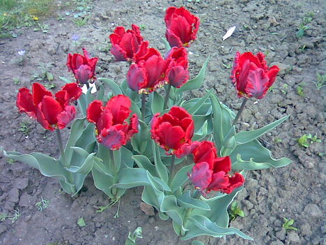 tulipánok a kertben