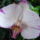 Aphrodite_orchidea__ahany_virag_annyi_arnyalat_571486_24742_t