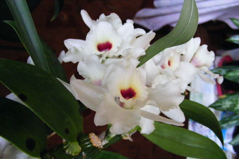 Dendrobium Orchidea ontja a virágot