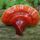 Ganoderma_lucidum_571577_44683_t