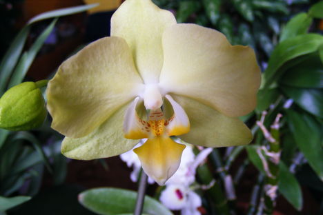 Lepke Orchidea krém szinü árnyalattal