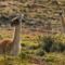 Patagonia_article_photography_RafaelRojas-10-700x350