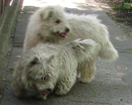 Pumi és westie