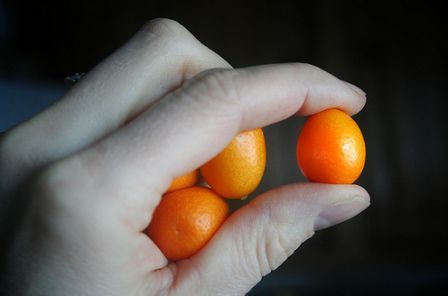 kumquat8