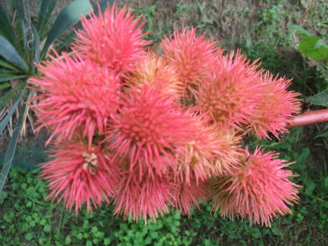 csodafa(ricinus)virága