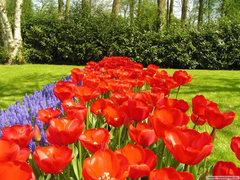 Keukenhof-Hollandia